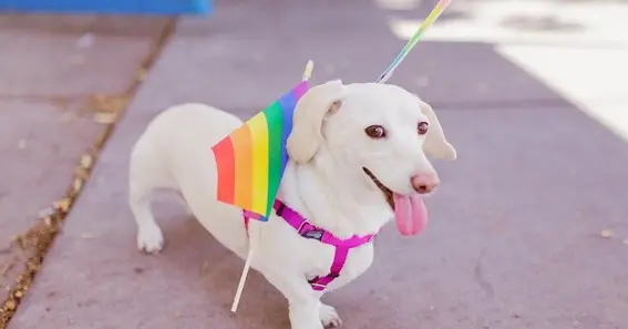 homophobic dog